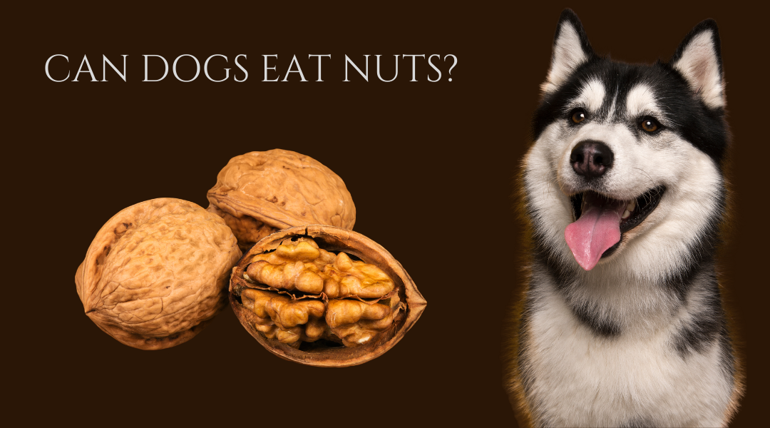 Can Dogs Eat Nuts And If So Which Types